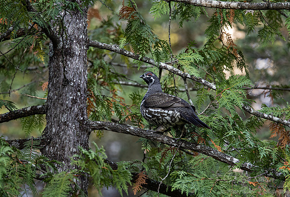 117 Spruce grouse male (Canachites canadensis) - MN