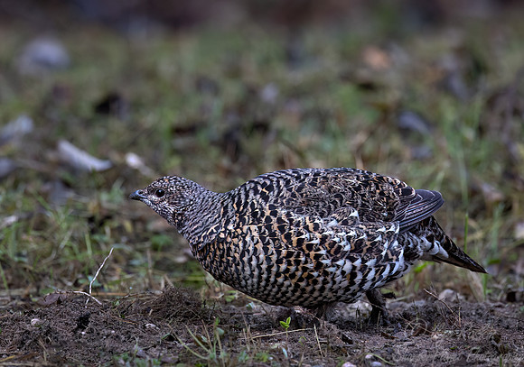 121 Spruce grouse female (Canachites canadensis) - MN