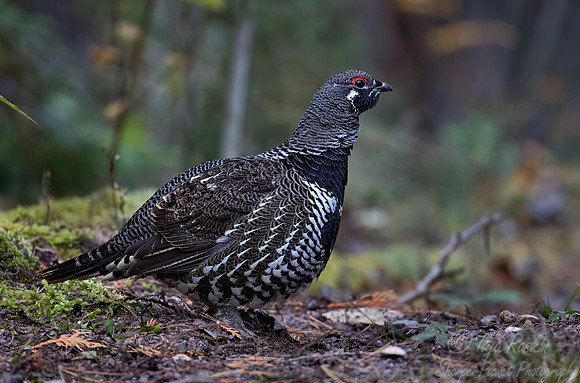 119 Spruce grouse male (Canachites canadensis) - MN