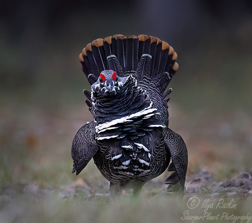 123 Spruce grouse male (Canachites canadensis) - MN