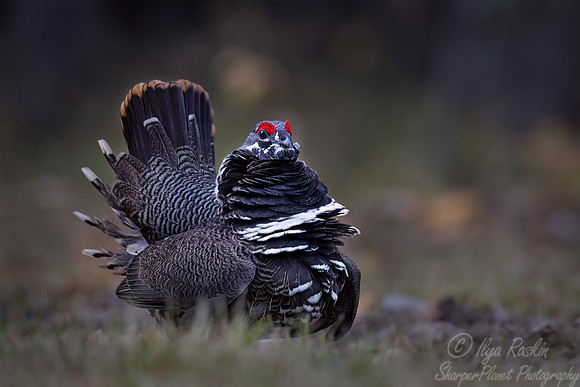 124 Spruce grouse male (Canachites canadensis) - MN