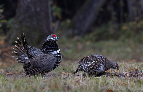 125 Spruce grouses (Canachites canadensis) - MN