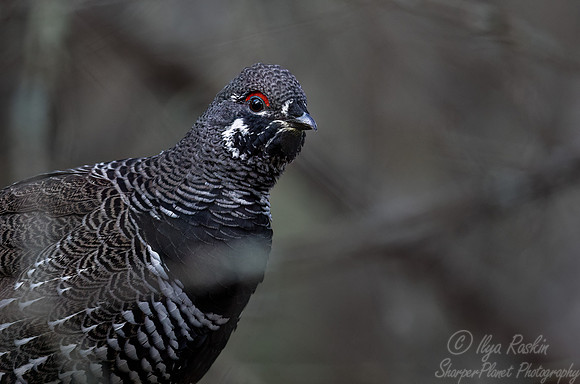 129 Spruce grouses male (Canachites canadensis) - MN