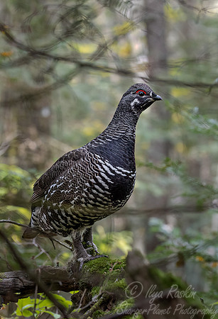 130 Spruce grouses male (Canachites canadensis) - MN