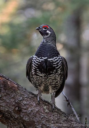 131 Spruce grouses male (Canachites canadensis) - MN
