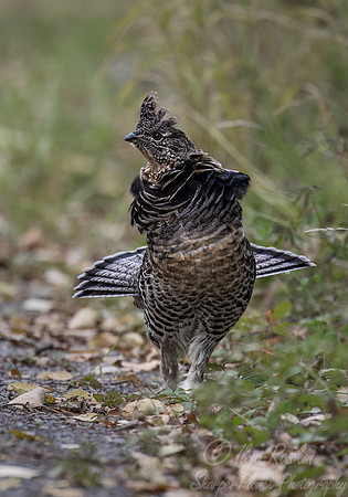 132 Ruffed grouse (Bonasa umbellus) - MN