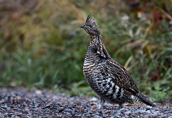 133 Ruffed grouse (Bonasa umbellus) - MN