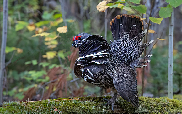 103 Spruce grouse male (Canachites canadensis) - MN