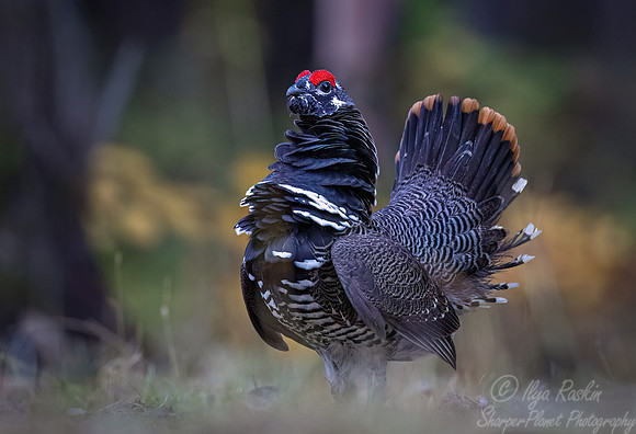 105 Spruce grouse male (Canachites canadensis) - MN