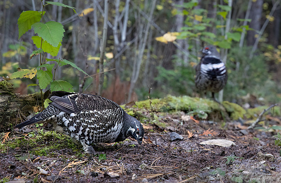 104 Spruce grouses male (Canachites canadensis) - MN