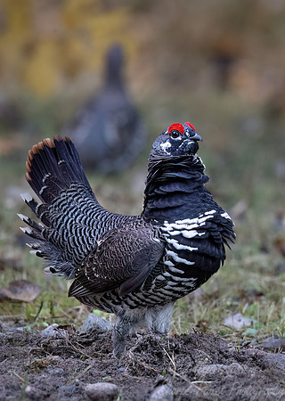 106 Spruce grouse (Canachites canadensis) - MN
