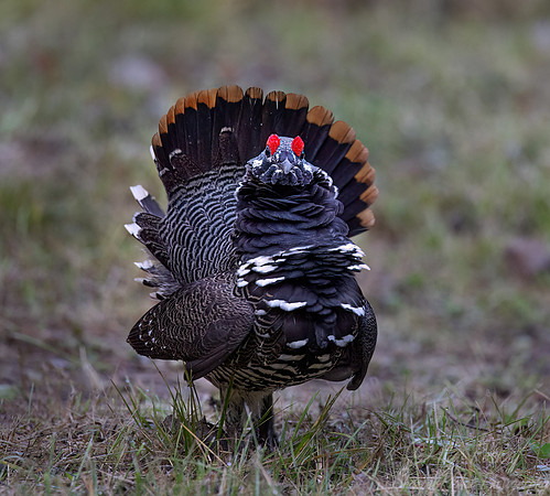 109 Spruce grouse male (Canachites canadensis) - MN
