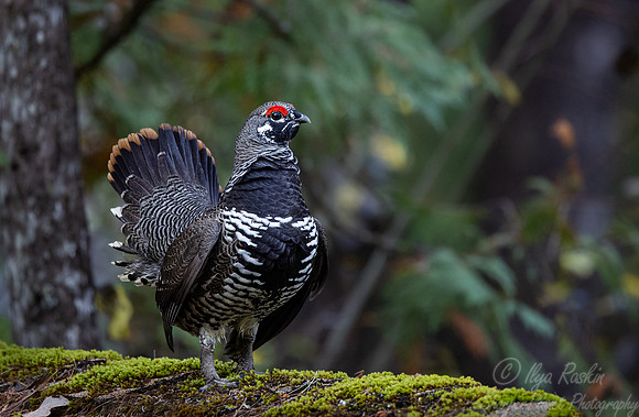 110 Spruce grouse male (Canachites canadensis) - MN
