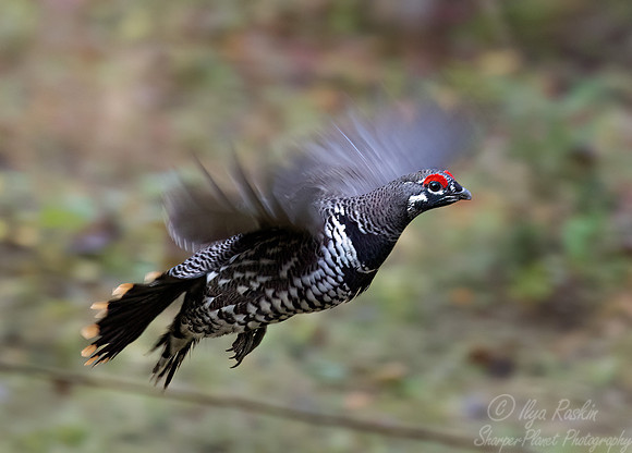 111 Spruce grouse male (Canachites canadensis) - MN