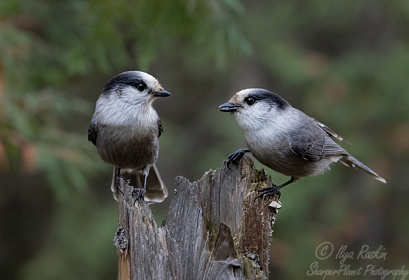 136 Canada jays (Perisoreus canadensis) - MN