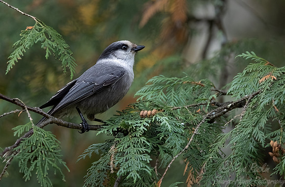 135 Canada jay (Perisoreus canadensis) - MN