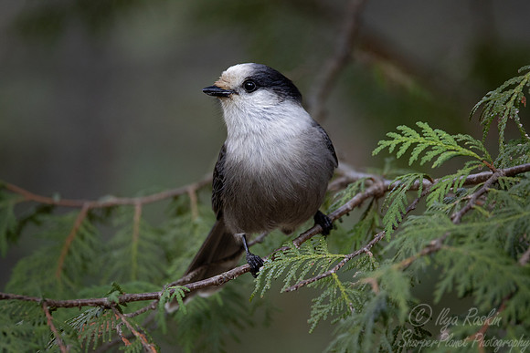 137 Canada jay (Perisoreus canadensis) - MN