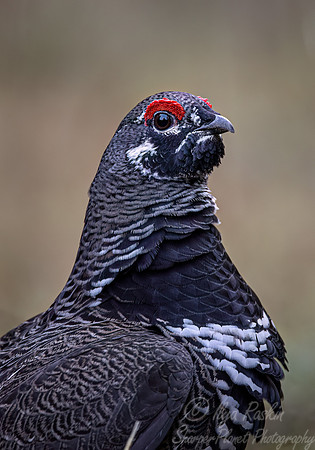 114 Spruce grouse male (Canachites canadensis) - MN