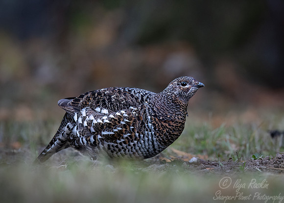 120 Spruce grouse female (Canachites canadensis) - MN