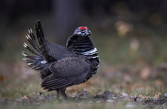 122 Spruce grouse male (Canachites canadensis) - MN