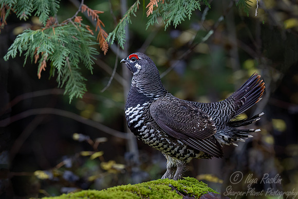 118 Spruce grouse male (Canachites canadensis) - MN