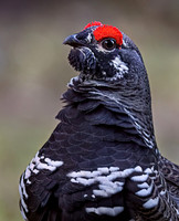 2022 Minnesota Spruce Grouse etc