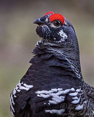 108 Spruce grouse male (Canachites canadensis) - MN