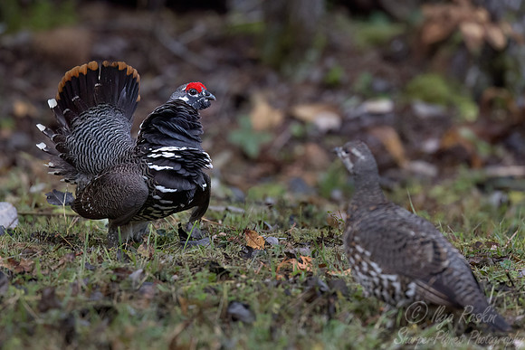 107 Spruce grouse male and female (Canachites canadensis) - MN