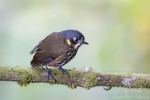 591 Crescent-faced antpitta (Grallaricula lineifrons) - Colombia cloud forest