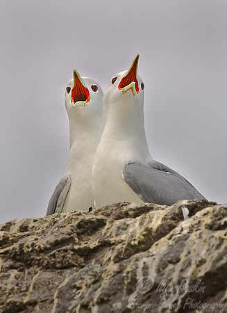 035 Blacked-legged Kittiwake (Rissa tradactyla) - Katmai AK