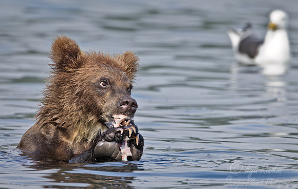 033 Brown Bear (Ursus arctos) - Kamchatka Russia