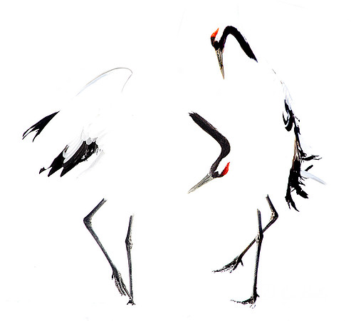 084 Red-crowned Cranes (Grus japonensis) - Hokkaido Japan