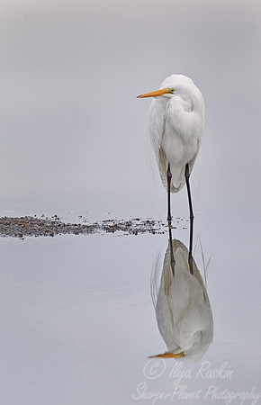 115 Great Egret (Ardea alba) FL