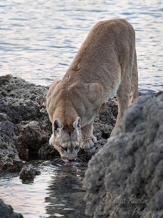241 Puma or Cougar (Puma concolor) - Patagonia Chile