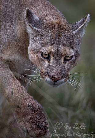 247 Puma or Cougar (Puma concolor) - Patagonia Chile