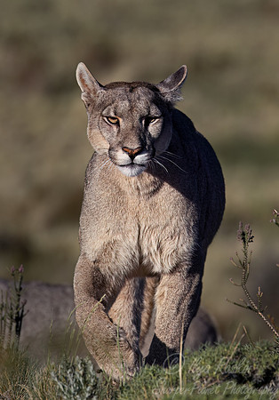 248 Puma or Cougar (Puma concolor) - Patagonia Chile
