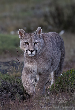 249 Puma or Cougar (Puma concolor) - Patagonia Chile