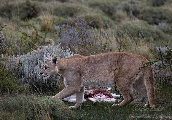 242 Puma or Cougar (Puma concolor) - Patagonia Chile