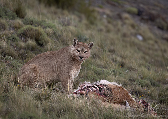 245 Puma or Cougar male (Puma concolor) - Patagonia Chile