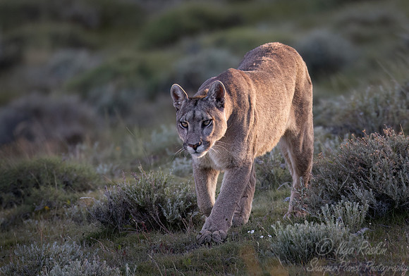 252 Puma or Cougar (Puma concolor) - Patagonia Chile