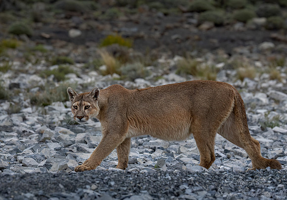 259 Puma or Cougar (Puma concolor) - Patagonia Chile
