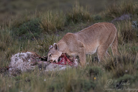 243 Puma or Cougar (Puma concolor) - Patagonia Chile