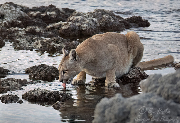 240 Puma or Cougar (Puma concolor) - Patagonia Chile