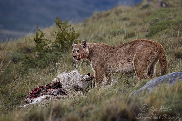 244 Puma or Cougar male (Puma concolor) - Patagonia Chile