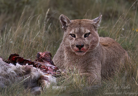 246 Puma or Cougar male (Puma concolor) - Patagonia Chile