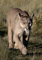 2022 Chile Patagonia Pumas