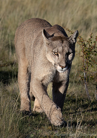 250 Puma or Cougar (Puma concolor) - Patagonia Chile