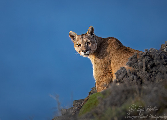 251 Puma or Cougar (Puma concolor) - Patagonia Chile