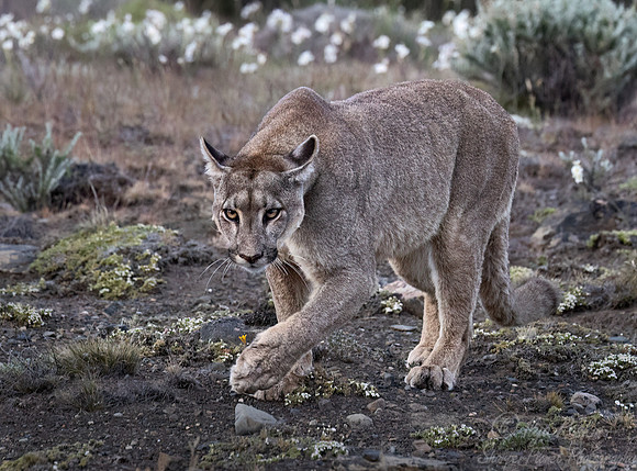 254 Puma or Cougar (Puma concolor) - Patagonia Chile