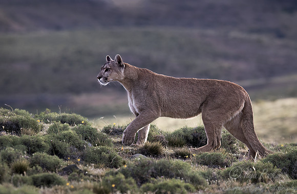 253 Puma or Cougar (Puma concolor) - Patagonia Chile
